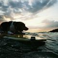 surfing beagle