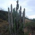 Costa Nord - Cactus gigante