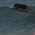 cane surf
